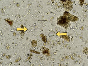 microbiology1